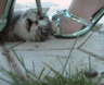 Chinese Internet Users Decry Animal Torture