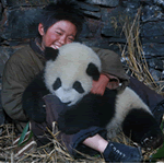 Film To Highlight Panda Preservation
